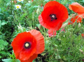 Seed Saving Workshop