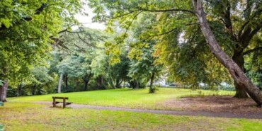 Tree Trail Walk and Talk In Monkstown