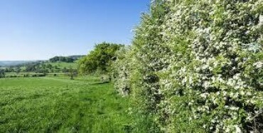 Hedgerow Walk - exploring the history and culture of our native hedgerows