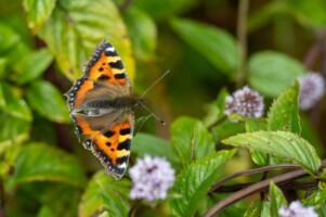 Butterfly Identification Workshop Clare