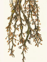 Seaweed- Food and Craft