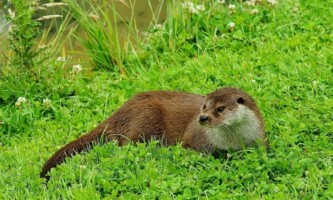 Working Together to Support our Otter Population in Tralee