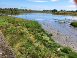 An Taisce Booterstown Marsh Water Heritage Day