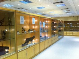 Hidden Wonders: Visit to the Zoology & Geology Museums