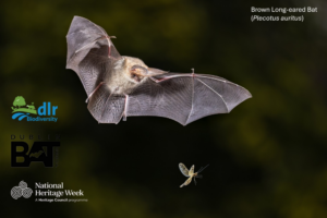 DLR Biodiversity - Dusk Bat Walk & Talk at Marlay Park