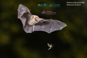 Fitzsimons Wood Bat Walk