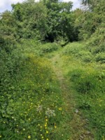 A walk along the Sidella, Ardee Road, Dundalk