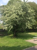 Tree Talk and Walk