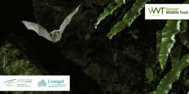 How Can We Help Our Bats Survive in Our Modern World?