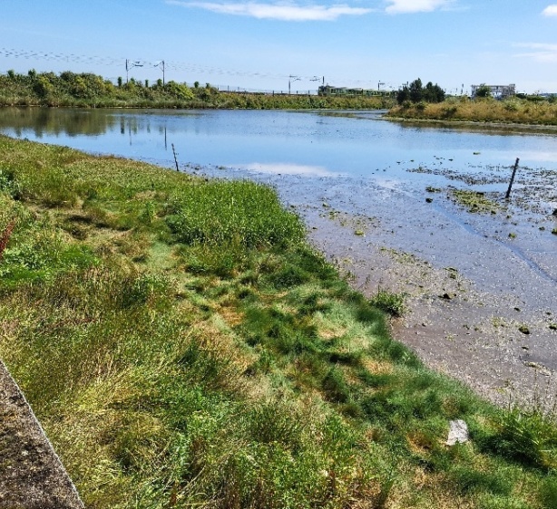 Marsh