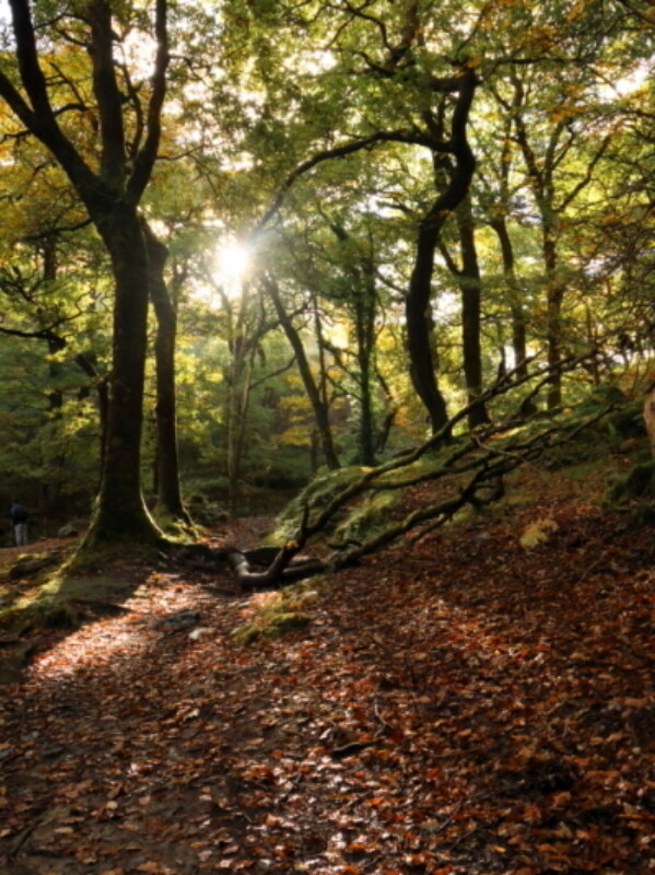Oak woodland Glendalough Oct 2024 GS small