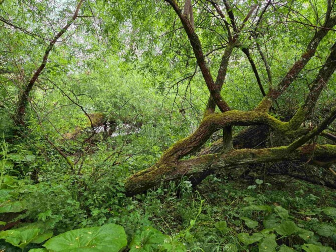 Alluvial H 1 Alluvial H 1