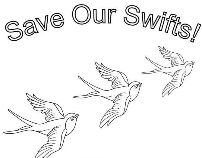 BORO Library Heritage Week Save Our Swifts