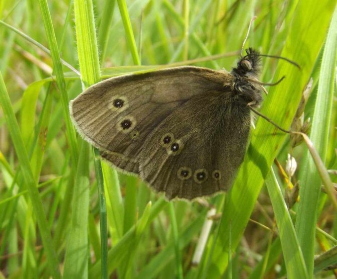 Biodiversity 3