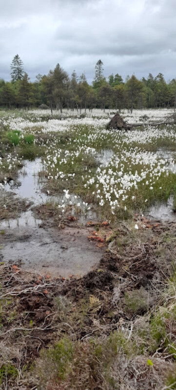 Bog Cotton