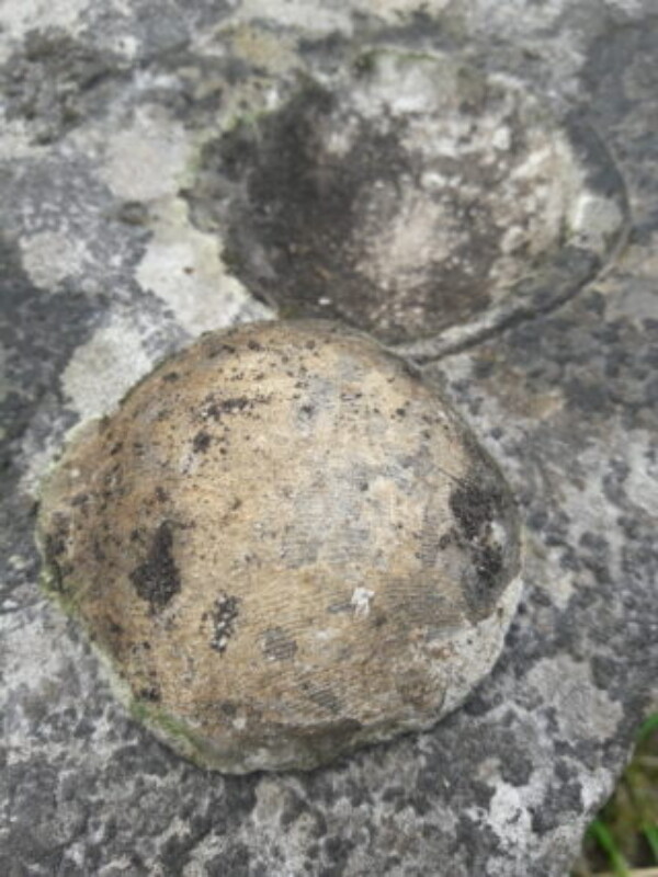 Brachiopod and socket 320x427 Brachiopod and socket 320x427