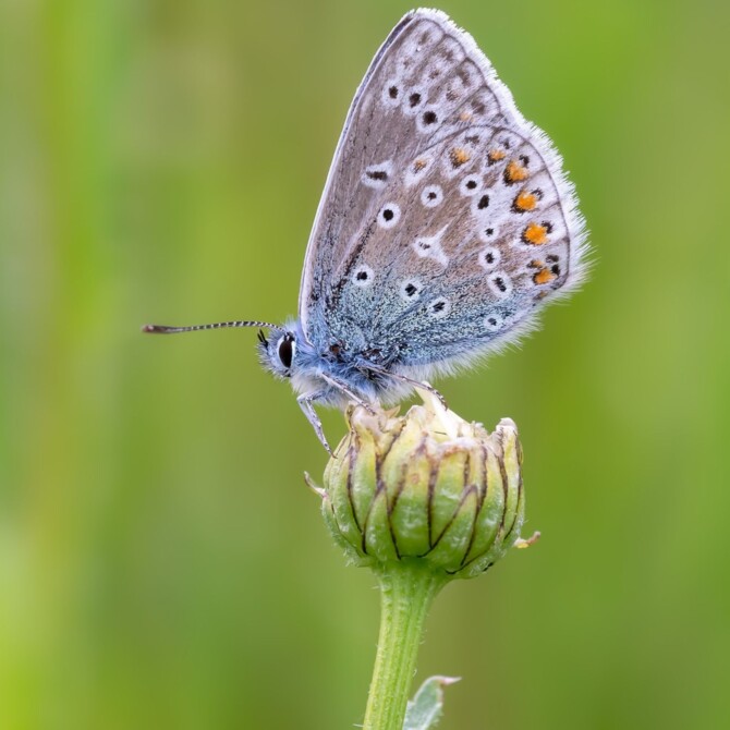 Butterfly Workshop Website