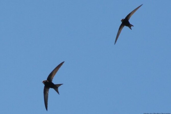 Common Swift 02 Paulina Skoczylas 600x400