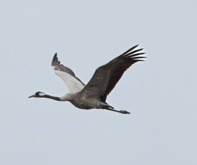 Crane in Flight small pic for HW Crane in Flight small pic for HW