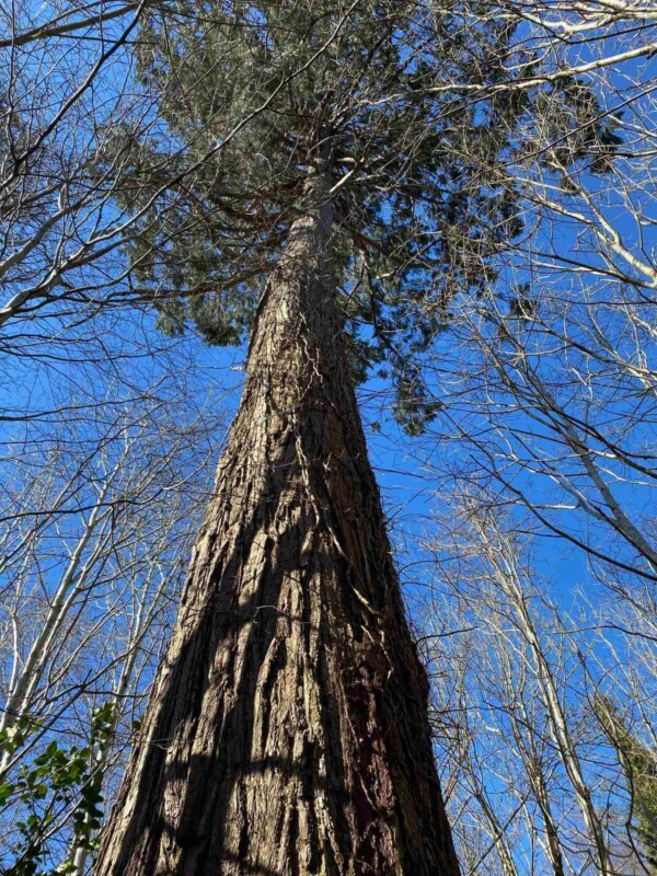 Drumboe Woods resized