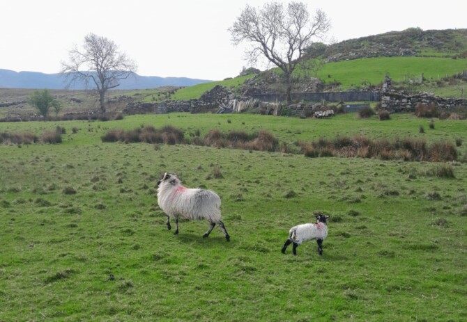 ERRIFF VALLEY Hill Farm 2025 sml