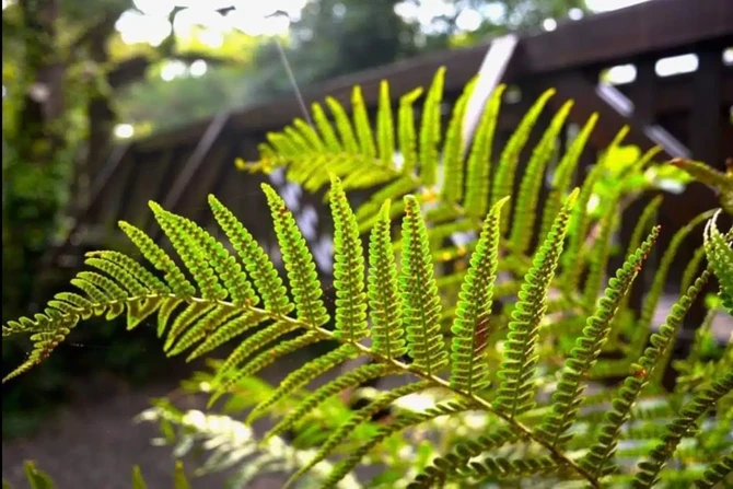 Ferns Glengarriff jpg Ferns Glengarriff jpg