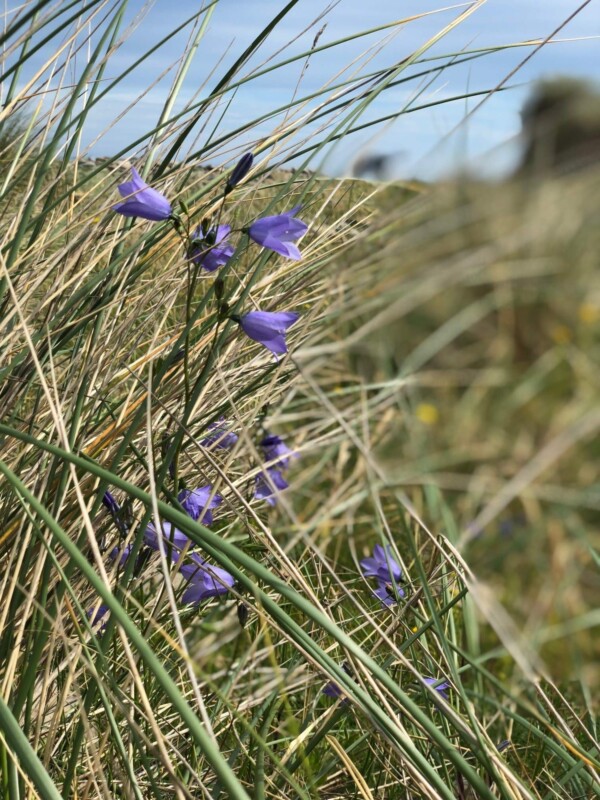 Harebells Harebells