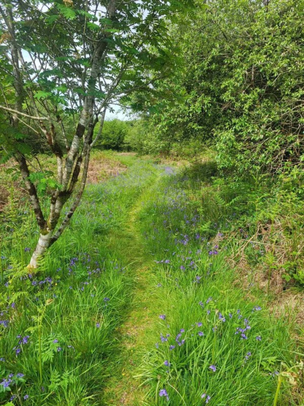 Hedgerow small Hedgerow small