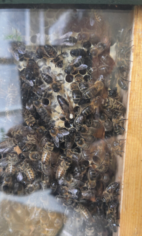 Hive Hive