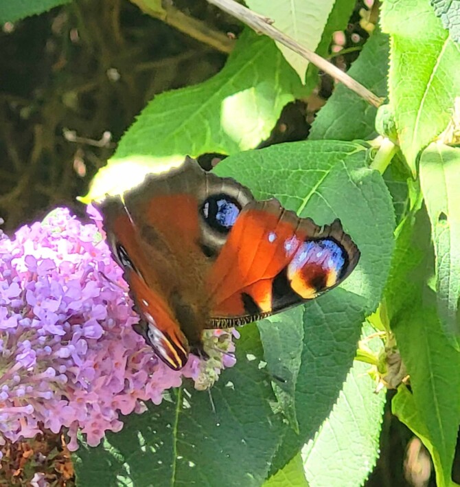 IMG Biodiversity 1