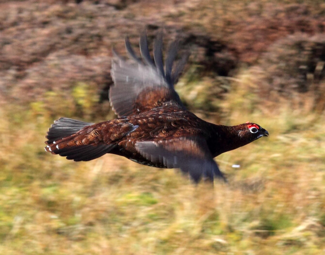 Lagopus lagopus scotica red grouse