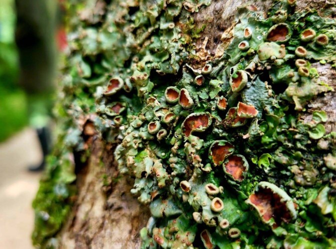 Lichen Lichen