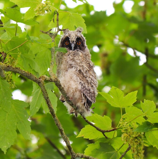 Long eared owls have made their home at Artful Parks Long eared owls have made their home at Artful Parks