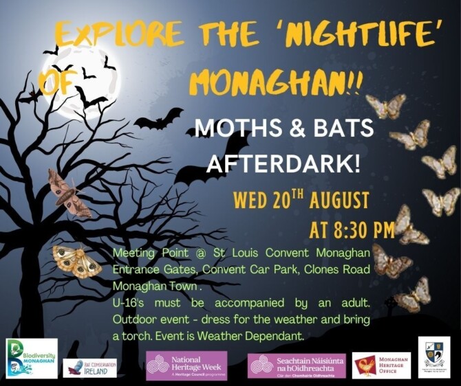 Moths Bats Afterdark 4 Moths Bats Afterdark 4