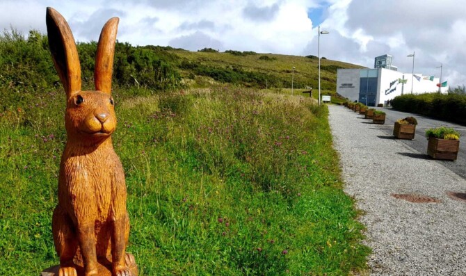 Nat Park Hare Nat Park Hare
