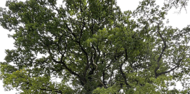 Oak Tree