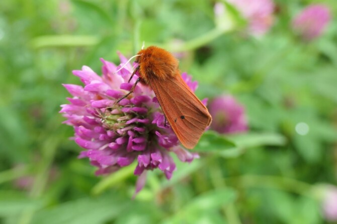 Picture2 Aug 16 Moth