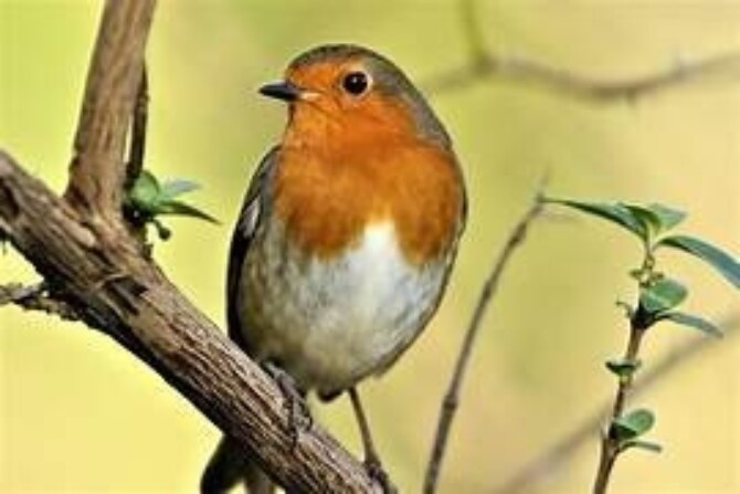 Robin