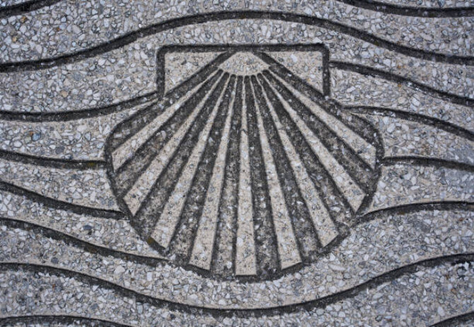 Scallop shell Scallop shell