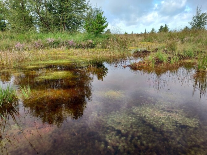 Sphagnum cuspidatum in bog pool Bn M