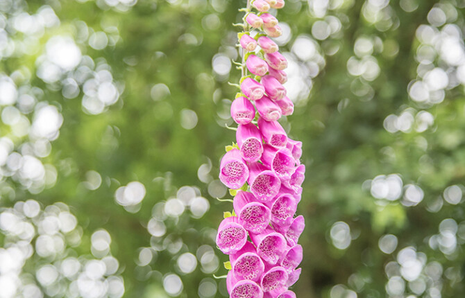 Voices of the Hedgerow700by450