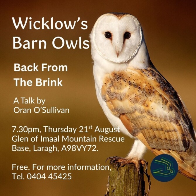 Wicklows barn owls back from the brink 210825 Wicklows barn owls back from the brink 210825