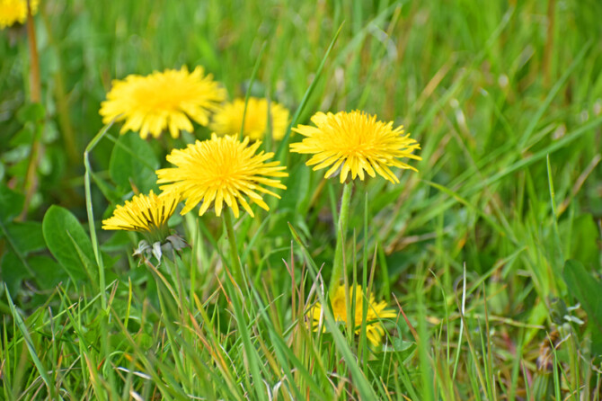 Dandelion 1 800