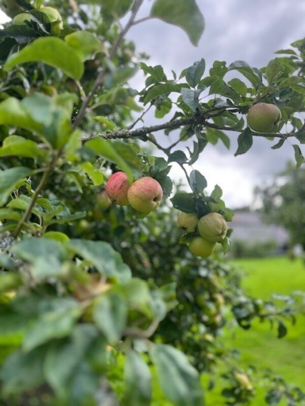 Emo orchard apples july 25 Emo orchard apples july 25