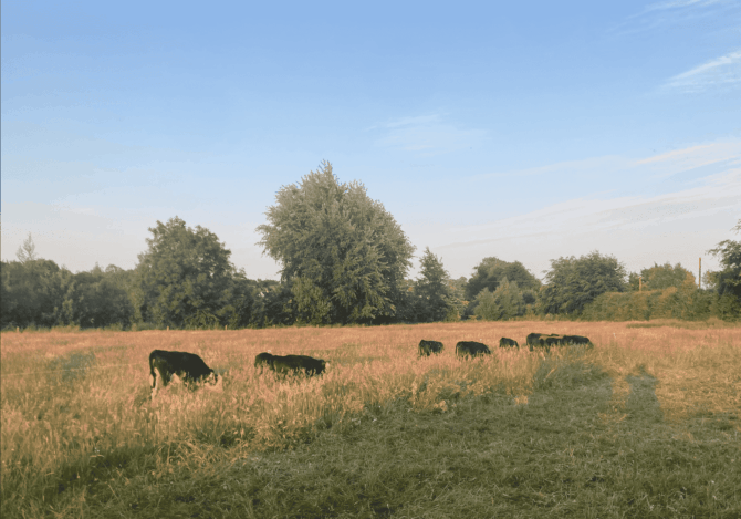 Field names second option min Field names second option min