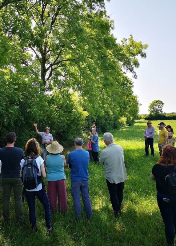 Hedgewalk edit 2 Hedgewalk edit 2