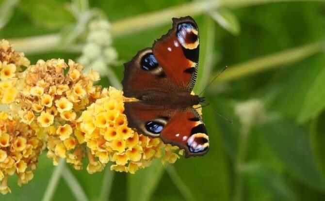 Peacock on globe buddleja cropped