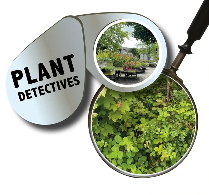 Plant detectives suggestion 1 jpg Plant detectives suggestion 1 jpg