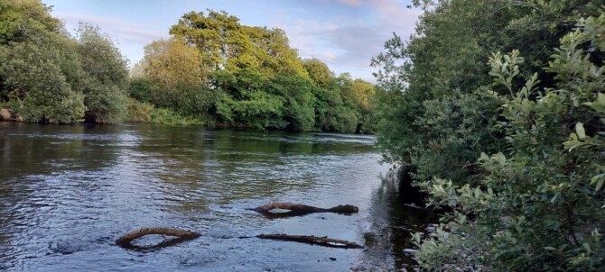 River lee allotments