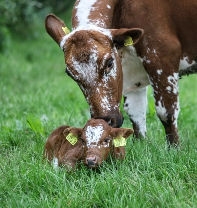 Rare Breeds 7 Rare Breeds 7